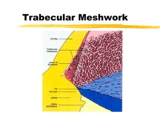 Trabevular Meshwork Lecture1 anatomy of the eye | PPT