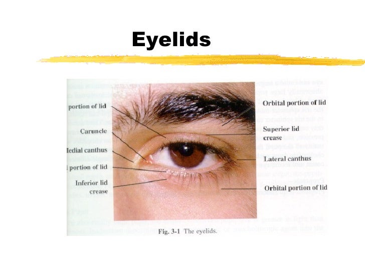 Lecture1 anatomy of the eye