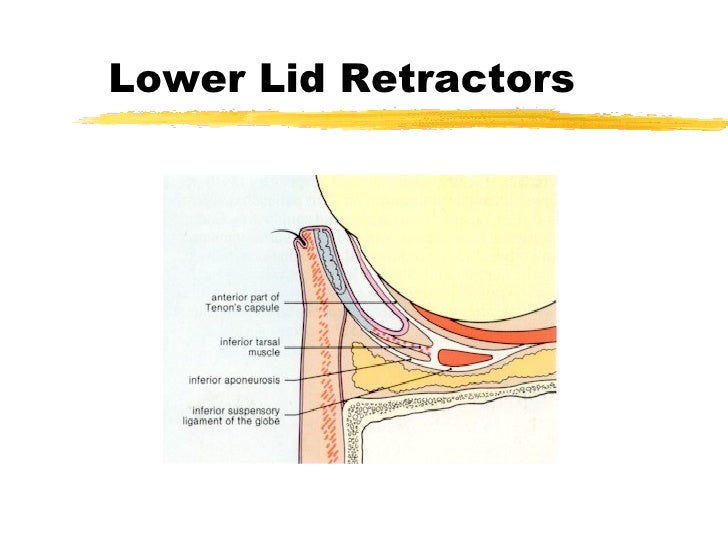 Lecture1 anatomy of the eye