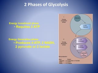 2 Phases of Glycolysis
Energy Investment phase
• Requires 2 ATP
Energy Generation phase
• Produces 4 ATP, 2 NADH,
2 pyruvate or 2 lactate
 
