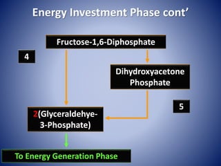 Energy Investment Phase cont’
Fructose-1,6-Diphosphate
2(Glyceraldehye-
3-Phosphate)
Dihydroxyacetone
Phosphate
4
5
To Energy Generation Phase
 