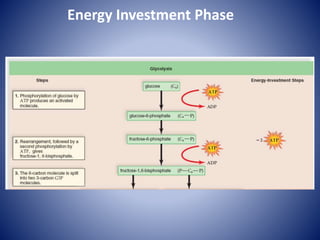 Energy Investment Phase
 