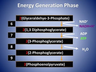 Energy Generation Phase
NAD+
NADH+H+
ADP
ATP
2(Glyceraldehye-3-Phosphate)
H2O
2(1,3 Diphosphoglycerate)
6
2(3-Phosphoglycerate)
7
2(2-Phosphoglycerate)
8
2(Phosphoenolpyruvate)
9
 
