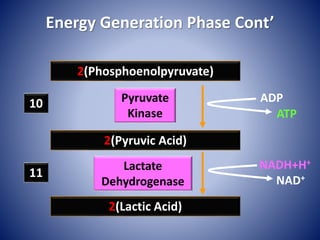 Energy Generation Phase Cont’
2(Phosphoenolpyruvate)
2(Lactic Acid)
11
2(Pyruvic Acid)
10
NADH+H+
NAD+
Lactate
Dehydrogenase
ADP
ATP
Pyruvate
Kinase
 