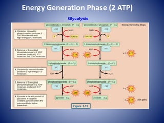 Energy Generation Phase (2 ATP)
Figure 3.15
Glycolysis
 