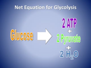 Net Equation for Glycolysis
 