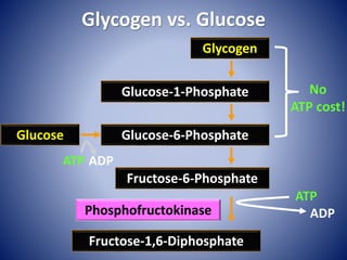 Glycogen vs. Glucose
Glycogen
ATP
ADPPhosphofructokinase
Glucose-1-Phosphate
Fructose-6-Phosphate
Fructose-1,6-Diphosphate
Glucose-6-Phosphate
No
ATP cost!
Glucose
ATP ADP
 