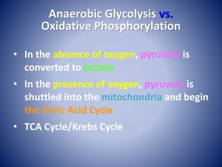 Anaerobic Glycolysis vs.
Oxidative Phosphorylation
• In the absence of oxygen, pyruvate is
converted to lactate
• In the presence of oxygen, pyruvate is
shuttled into the mitochondria and begin
the Citric Acid Cycle
• TCA Cycle/Krebs Cycle
 