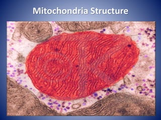 Mitochondria Structure
 