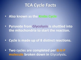TCA Cycle Facts
• Also known as the Krebs Cycle
• Pyruvate from Glycolysis is shuttled into
the mitochondria to start the reaction.
• Cycle is made up of 8 distinct reactions.
• Two cycles are completed per G-6-P
molecule broken down in Glycolysis.
 