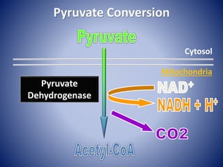 Pyruvate Conversion
Cytosol
Mitochondria
Pyruvate
Dehydrogenase
 