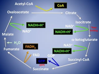 Isocitrate
-ketoglutarate
Succinyl-CoA
Succinate
Fumarate
Malate
Citrate
CoA
NAD+
NAD+
GDP
GTP
FADH2
FAD
NADH+H+
NAD+
Acetyl-CoA
Oxaloacetate
H2O
*Rate
limiting
NADH+H+
NADH+H+
(ATP)
 