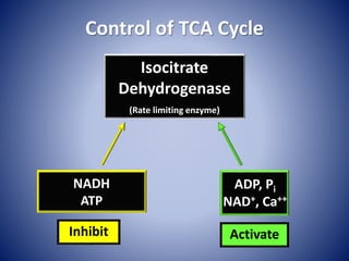 Control of TCA Cycle
Isocitrate
Dehydrogenase
(Rate limiting enzyme)
NADH
ATP
Inhibit
ADP, Pi
NAD+, Ca++
Activate
 