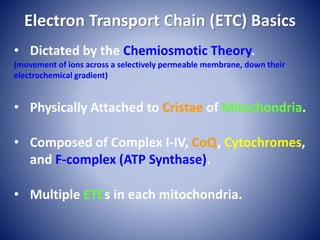 Electron Transport Chain (ETC) Basics
• Dictated by the Chemiosmotic Theory.
(movement of ions across a selectively permeable membrane, down their
electrochemical gradient)
• Physically Attached to Cristae of Mitochondria.
• Composed of Complex I-IV, CoQ, Cytochromes,
and F-complex (ATP Synthase).
• Multiple ETCs in each mitochondria.
 