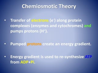 Chemiosmotic Theory
• Transfer of electrons (e-) along protein
complexes (enzymes and cytochromes) and
pumps protons (H+).
• Pumped protons create an energy gradient.
• Energy gradient is used to re-synthesize ATP
from ADP+Pi.
 