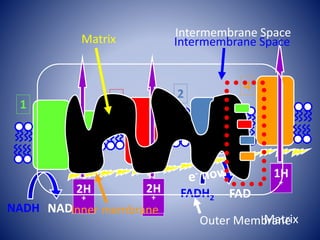 1 3 2
4
Intermembrane Space
Matrix
NADH NAD+
2H
+
2H
+
1H
+
FADH2 FAD2H
+
1H
+
Outer Membrane
Inner membrane
Matrix Intermembrane Space
 