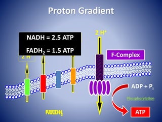 Proton Gradient
2 H+
1 H+
FADH2
2 H+
2 H+
1H+
NADH
NADH = 5 H+
FADH2 = 3 H+
2 H+
ADP + Pi
ATP
F-Complex
NADH = 2.5 ATP
FADH2 = 1.5 ATP
Phosphorylation
 