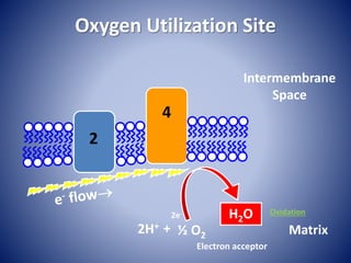Oxygen Utilization Site
½ O2
H2O
Intermembrane
Space
Matrix
2
4
Electron acceptor
2H+ +
2e- Oxidation
 