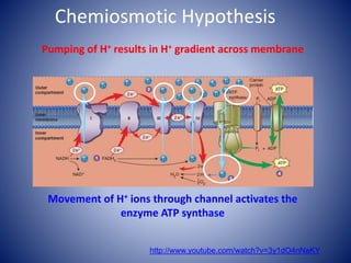 Chemiosmotic Hypothesis
Pumping of H+ results in H+ gradient across membrane
Movement of H+ ions through channel activates the
enzyme ATP synthase
http://www.youtube.com/watch?v=3y1dO4nNaKY
 