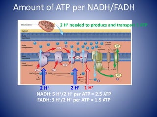 Amount of ATP per NADH/FADH
2 H+ 2 H+ 1 H+
2 H+ needed to produce and transport 1 ATP
NADH: 5 H+/2 H+ per ATP = 2.5 ATP
FADH: 3 H+/2 H+ per ATP = 1.5 ATP
 