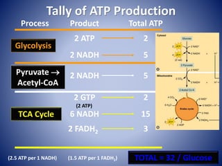 Tally of ATP Production
Process Product Total ATP
Pyruvate 
Acetyl-CoA
2 NADH
TCA Cycle
2 GTP
6 NADH
2 FADH2
2
5
Glycolysis
2 ATP
2 NADH
5
2
15
3
TOTAL = 32 / Glucose
(2 ATP)
(2.5 ATP per 1 NADH) (1.5 ATP per 1 FADH2)
 
