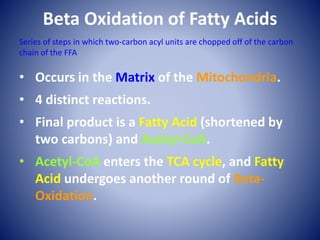 Beta Oxidation of Fatty Acids
• Occurs in the Matrix of the Mitochondria.
• 4 distinct reactions.
• Final product is a Fatty Acid (shortened by
two carbons) and Acetyl-CoA.
• Acetyl-CoA enters the TCA cycle, and Fatty
Acid undergoes another round of Beta-
Oxidation.
Series of steps in which two-carbon acyl units are chopped off of the carbon
chain of the FFA
 
