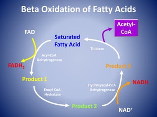 Acetyl-
CoA
Saturated
Fatty Acid
Product 3
Product 2
Product 1
FAD
FADH2
NAD+
NADH
Acyl-CoA
Dehydrogenase
Enoyl-CoA
Hydratase
Hydroxyacyl-CoA
Dehydrogenase
Thiolase
Beta Oxidation of Fatty Acids
 