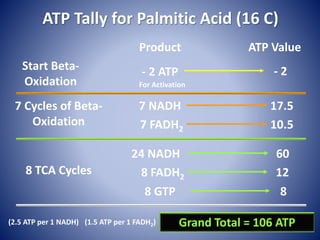 ATP Tally for Palmitic Acid (16 C)
Start Beta-
Oxidation
Product ATP Value
- 2 ATP - 2
7 Cycles of Beta-
Oxidation
7 NADH
7 FADH2
17.5
10.5
8 TCA Cycles
24 NADH
8 FADH2
8 GTP
60
12
8
Grand Total = 106 ATP
For Activation
(2.5 ATP per 1 NADH) (1.5 ATP per 1 FADH2)
 