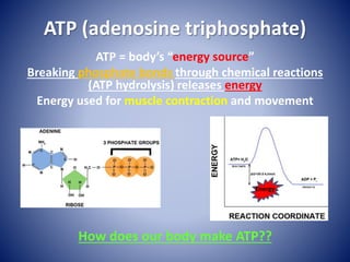 ATP (adenosine triphosphate)
ATP = body’s “energy source”
Breaking phosphate bonds through chemical reactions
(ATP hydrolysis) releases energy
Energy used for muscle contraction and movement
How does our body make ATP??
Energy
 