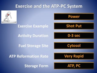 Exercise and the ATP-PC System
Power
Exercise Example Shot Put
Fuel Storage Site Cytosol
ATP Reformation Rate Very Rapid
Storage Form ATP, PC
Activity Duration 0-3 sec
 