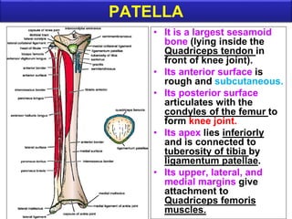 PATELLA
• It is a largest sesamoid
bone (lying inside the
Quadriceps tendon in
front of knee joint).
• Its anterior surface is
rough and subcutaneous.
• Its posterior surface
articulates with the
condyles of the femur to
form knee joint.
• Its apex lies inferiorly
and is connected to
tuberosity of tibia by
ligamentum patellae.
• Its upper, lateral, and
medial margins give
attachment to
Quadriceps femoris
muscles.
 