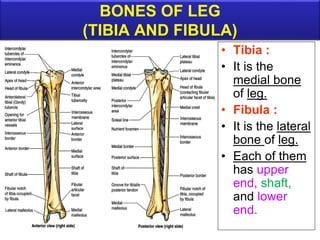 BONES OF LEG
(TIBIA AND FIBULA)
• Tibia :
• It is the
medial bone
of leg.
• Fibula :
• It is the lateral
bone of leg.
• Each of them
has upper
end, shaft,
and lower
end.
 