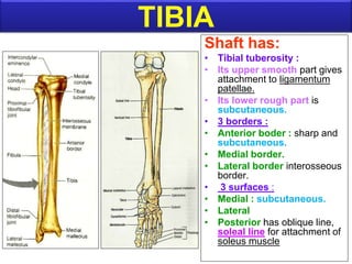 Shaft has:
• Tibial tuberosity :
• Its upper smooth part gives
attachment to ligamentum
patellae.
• Its lower rough part is
subcutaneous.
• 3 borders :
• Anterior boder : sharp and
subcutaneous.
• Medial border.
• Lateral border interosseous
border.
• 3 surfaces :
• Medial : subcutaneous.
• Lateral
• Posterior has oblique line,
soleal line for attachment of
soleus muscle
TIBIA
 