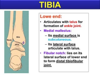 Lowe end:
• Articulates with talus for
formation of ankle joint.
• Medial malleolus:
– Its medial surface is
subcutaneous.
– Its lateral surface
articulate with talus.
• Fibular notch: lies on its
lateral surface of lower end
to form distal tibiofibular
joint.
TIBIA
 