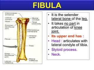 FIBULA
• It is the selender
lateral bone of the leg.
• It takes no part in
articulation of knee
joint.
• Its upper end has :
• Head : articulates with
lateral condyle of tibia.
• Styloid process.
• Neck.
 