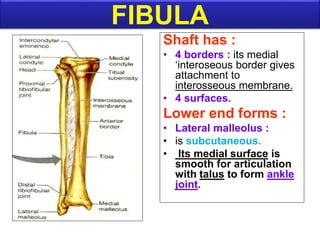Shaft has :
• 4 borders : its medial
‘interoseous border gives
attachment to
interosseous membrane.
• 4 surfaces.
Lower end forms :
• Lateral malleolus :
• is subcutaneous.
• Its medial surface is
smooth for articulation
with talus to form ankle
joint.
FIBULA
 