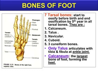 BONES OF FOOT
7 Tarsal bones: start to
ossify before birth and end
ossification by 5th year in all
tarsal bones. They are :
1. Calcaneum.
2. Talus .
3. Navicular.
4. Cuboid.
5. 3 cuneiform bones.
• Only Talus articulates with
tibia & fibula at ankle joint.
• Calcaneum: the largest
bone of foot, forming the
heel.
 