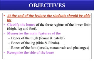 OBJECTIVES
• At the end of the lecture the students should be able
to:
• Classify the bones of the three regions of the lower limb
(thigh, leg and foot).
• Memorize the main features of the
– Bones of the thigh (femur & patella)
– Bones of the leg (tibia & Fibula).
– Bones of the foot (tarsals, metatarsals and phalanges)
• Recognize the side of the bone
 