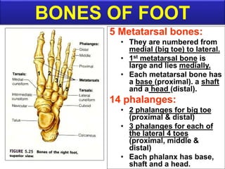 5 Metatarsal bones:
• They are numbered from
medial (big toe) to lateral.
• 1st metatarsal bone is
large and lies medially.
• Each metatarsal bone has
a base (proximal). a shaft
and a head (distal).
14 phalanges:
• 2 phalanges for big toe
(proximal & distal)
• 3 phalanges for each of
the lateral 4 toes
(proximal, middle &
distal)
• Each phalanx has base,
shaft and a head.
BONES OF FOOT
1 2
3
4
5
 