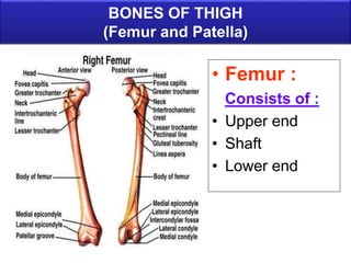BONES OF THIGH
(Femur and Patella)
• Femur :
Consists of :
• Upper end
• Shaft
• Lower end
 