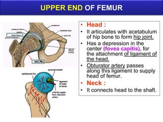 UPPER END OF FEMUR
• Head :
• It articulates with acetabulum
of hip bone to form hip joint.
• Has a depression in the
center (fovea capitis), for
the attachment of ligament of
the head.
• Obturator artery passes
along this ligament to supply
head of femur.
• Neck :
• It connects head to the shaft.
NECK
 