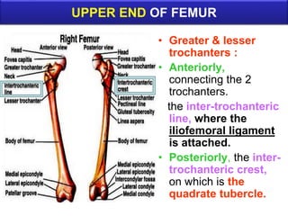 UPPER END OF FEMUR
• Greater & lesser
trochanters :
• Anteriorly,
connecting the 2
trochanters.
the inter-trochanteric
line, where the
iliofemoral ligament
is attached.
• Posteriorly, the inter-
trochanteric crest,
on which is the
quadrate tubercle.
 