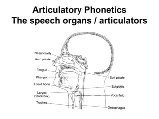 Articulatory Phonetics
The speech organs / articulators




                        5
 