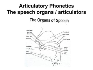Articulatory Phonetics
The speech organs / articulators




                        6
 
