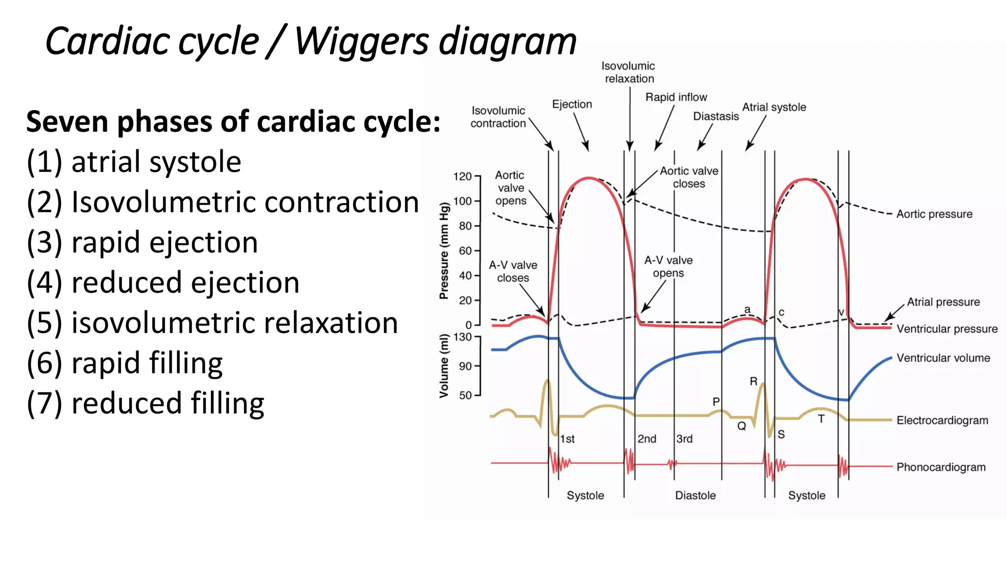 Cardiac cycle / Wiggers diagram
Seven phases of cardiac cycle:
(1) atrial systole
(2) Isovolumetric contraction
(3) rapid ejection
(4) reduced ejection
(5) isovolumetric relaxation
(6) rapid filling
(7) reduced filling
 