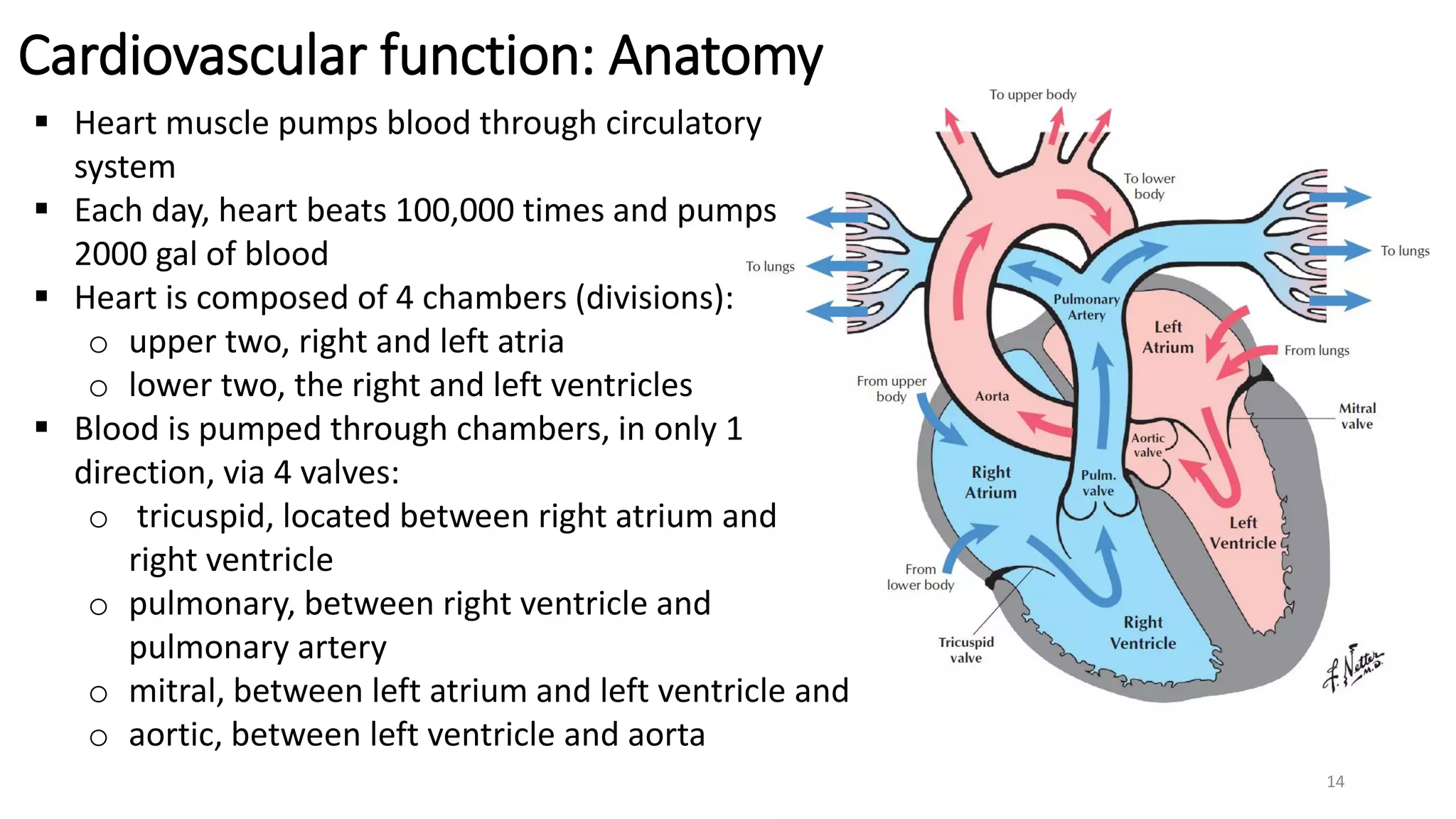 14
Cardiovascular function: Anatomy
 Heart muscle pumps blood through circulatory
system
 Each day, heart beats 100,000 times and pumps
2000 gal of blood
 Heart is composed of 4 chambers (divisions):
o upper two, right and left atria
o lower two, the right and left ventricles
 Blood is pumped through chambers, in only 1
direction, via 4 valves:
o tricuspid, located between right atrium and
right ventricle
o pulmonary, between right ventricle and
pulmonary artery
o mitral, between left atrium and left ventricle and
o aortic, between left ventricle and aorta
 