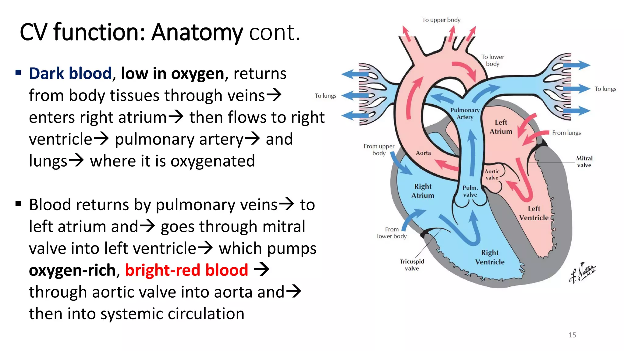 15
CV function: Anatomy cont.
 Dark blood, low in oxygen, returns
from body tissues through veins
enters right atrium then flows to right
ventricle pulmonary artery and
lungs where it is oxygenated
 Blood returns by pulmonary veins to
left atrium and goes through mitral
valve into left ventricle which pumps
oxygen-rich, bright-red blood 
through aortic valve into aorta and
then into systemic circulation
 