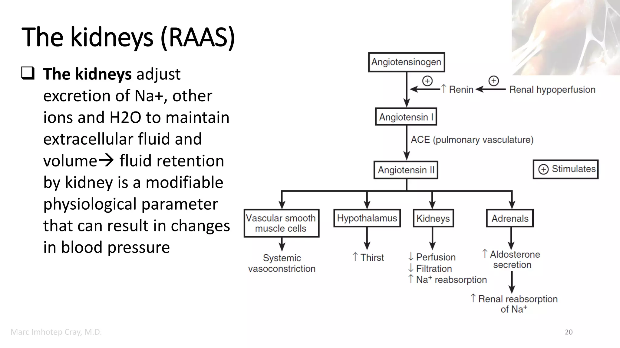 Marc Imhotep Cray, M.D.
The kidneys (RAAS)
20
 The kidneys adjust
excretion of Na+, other
ions and H2O to maintain
extracellular fluid and
volume fluid retention
by kidney is a modifiable
physiological parameter
that can result in changes
in blood pressure
 