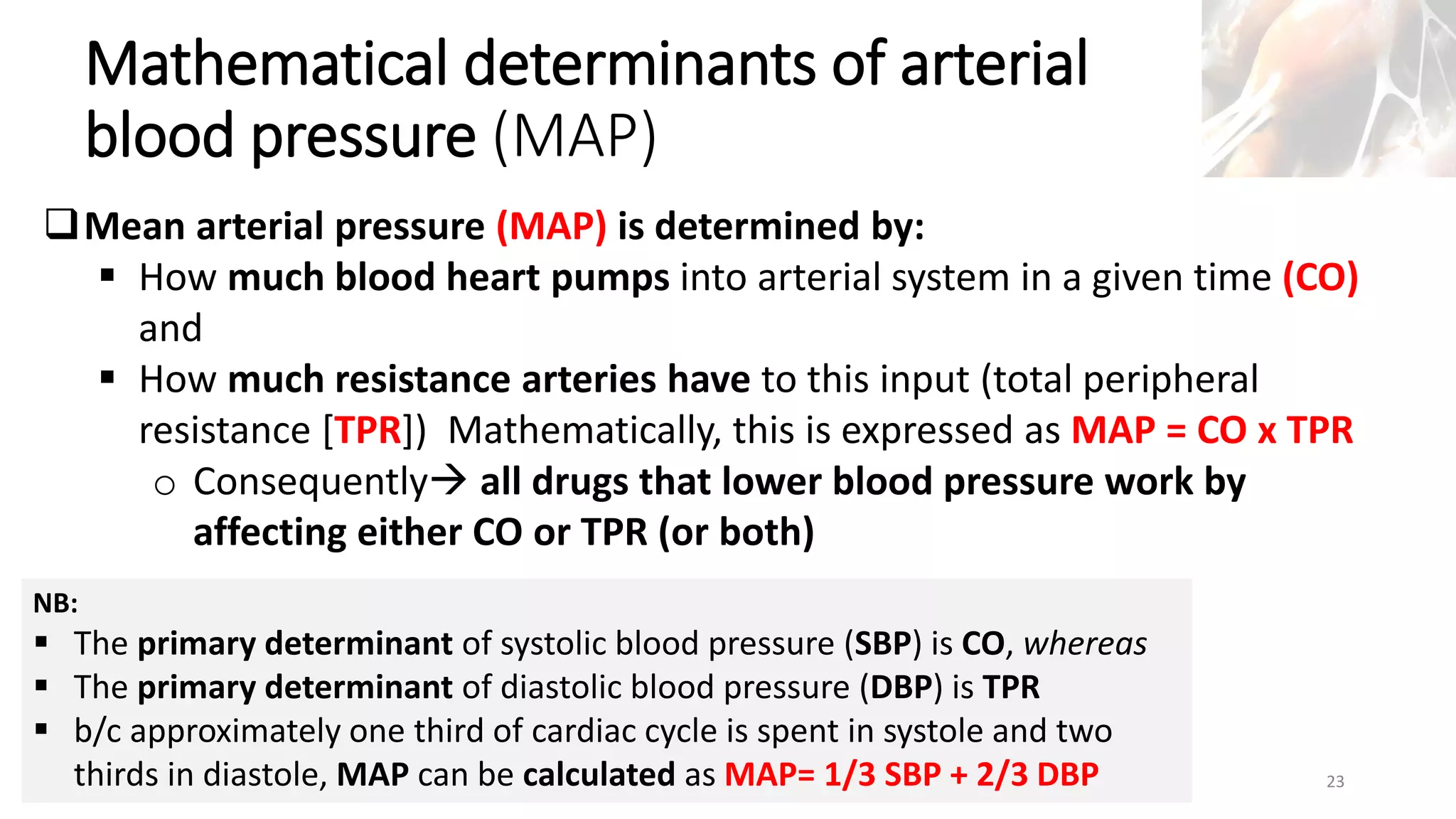 Marc Imhotep Cray, M.D.
Mathematical determinants of arterial
blood pressure (MAP)
23
Mean arterial pressure (MAP) is determined by:
 How much blood heart pumps into arterial system in a given time (CO)
and
 How much resistance arteries have to this input (total peripheral
resistance [TPR]) Mathematically, this is expressed as MAP = CO x TPR
o Consequently all drugs that lower blood pressure work by
affecting either CO or TPR (or both)
NB:
 The primary determinant of systolic blood pressure (SBP) is CO, whereas
 The primary determinant of diastolic blood pressure (DBP) is TPR
 b/c approximately one third of cardiac cycle is spent in systole and two
thirds in diastole, MAP can be calculated as MAP= 1/3 SBP + 2/3 DBP
 