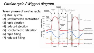 CVS Function, Regulation of the Heart and Overview of Therapeutic Goals ...